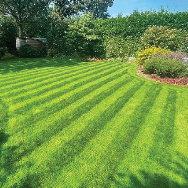 Premier Lawn Seed