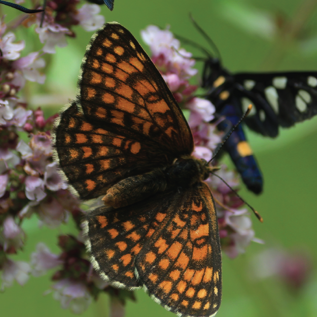 Butterfly Wildflower Plant Collection Plug Plants