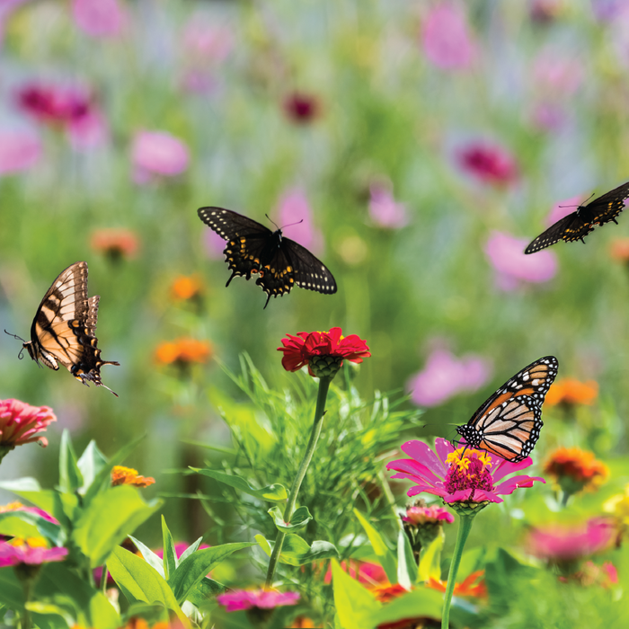 Nature Recovery Gardening Pledge
