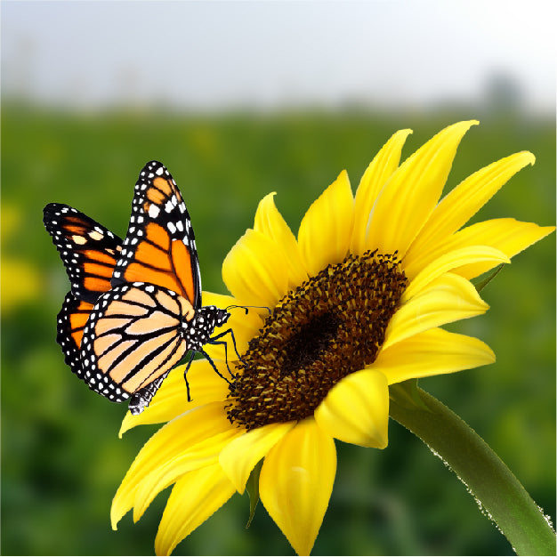 Nature Recovery Gardening Pledge