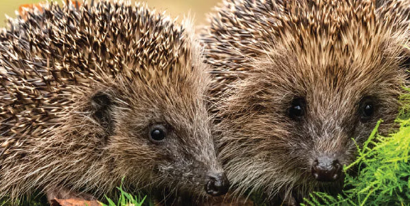 Hedgehogs