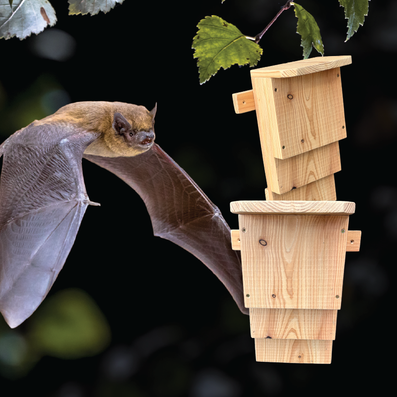 Bats