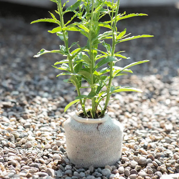 Wool pots