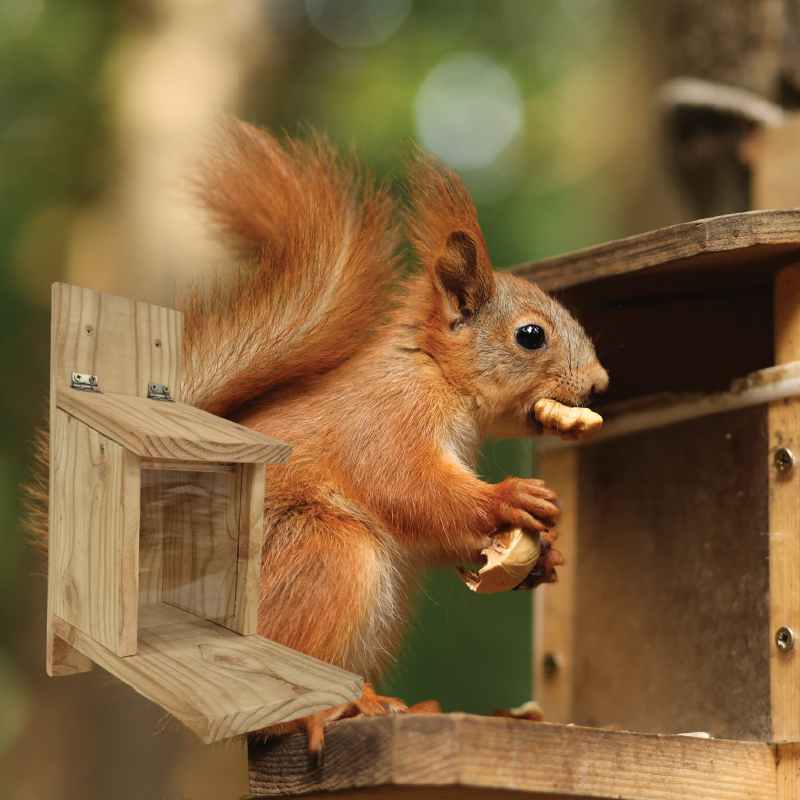 Squirrel Feeders