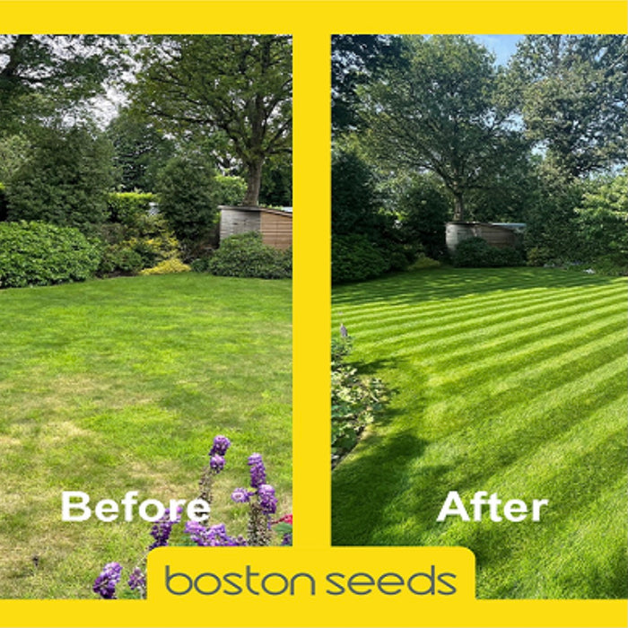 BS Premier Lawn Grass Seed