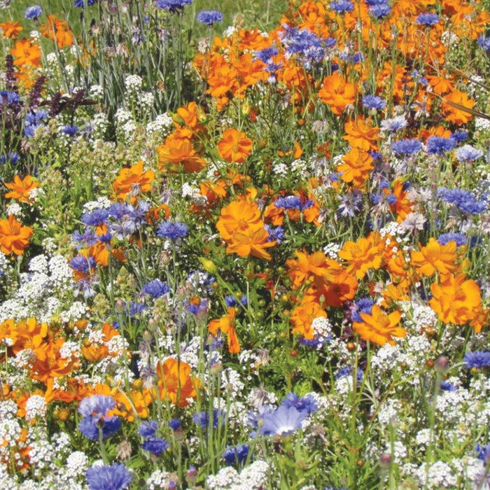 RHS Shake and Sow Flowers for Bees