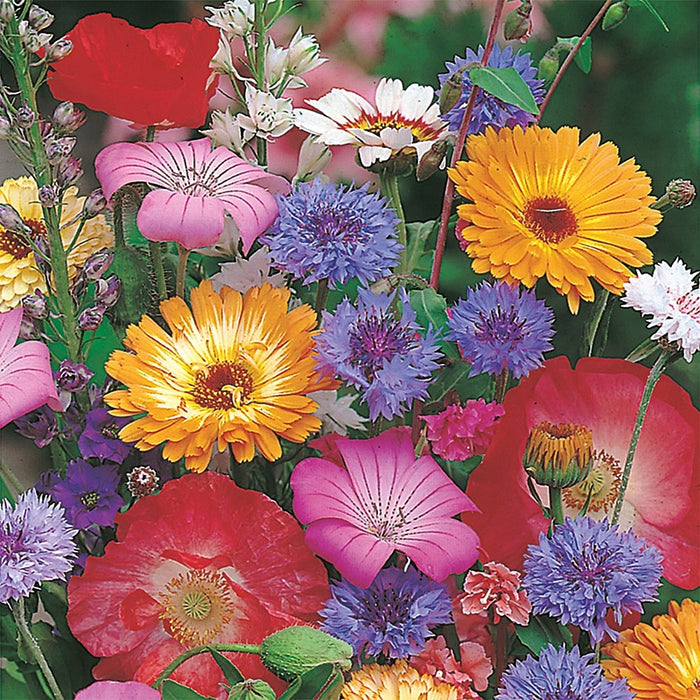 Mr Fothergills RHS Cottage Garden Seeds