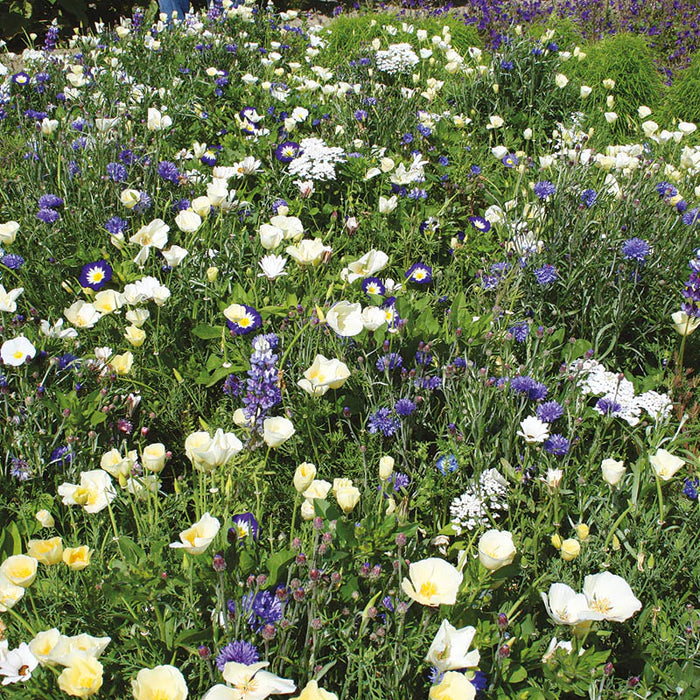 RHS Shake and Sow Flowers for Wildlife Cool Mix