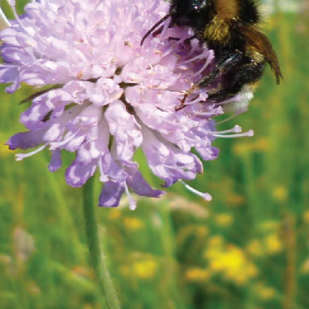 Bee Wildflower Plug Plants