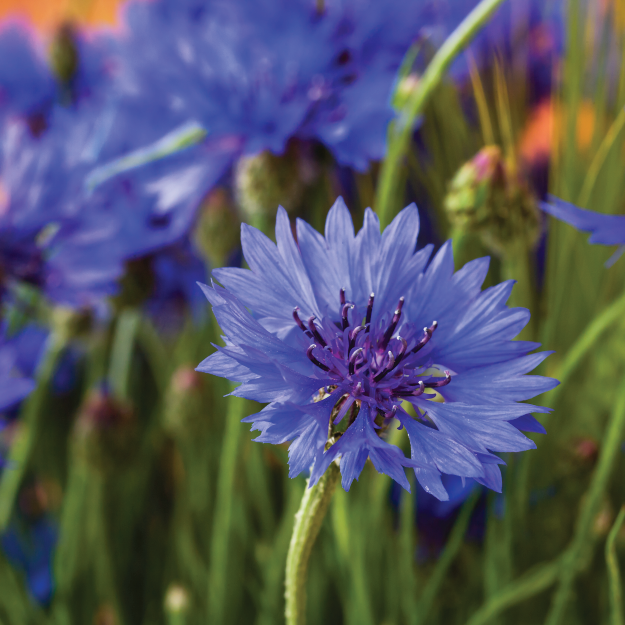 Bee Wildflower Plug Plants