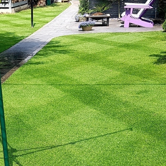 BS Premier Lawn Grass Seed