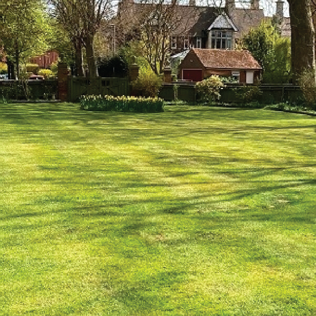 Fast Germinating Economy Lawn Seed