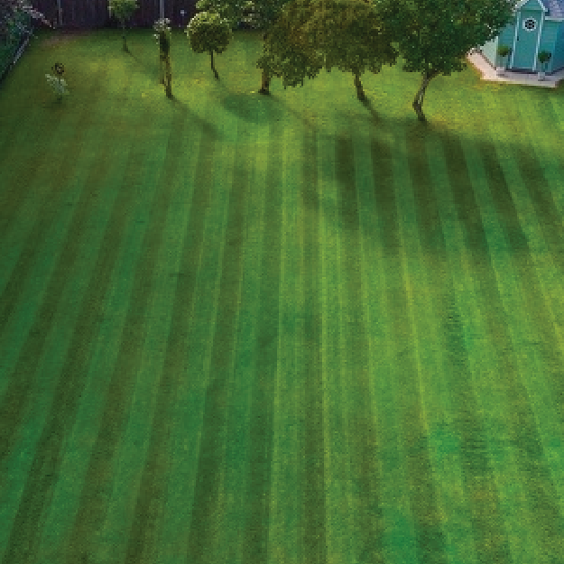 Fast Germinating Economy Lawn Seed
