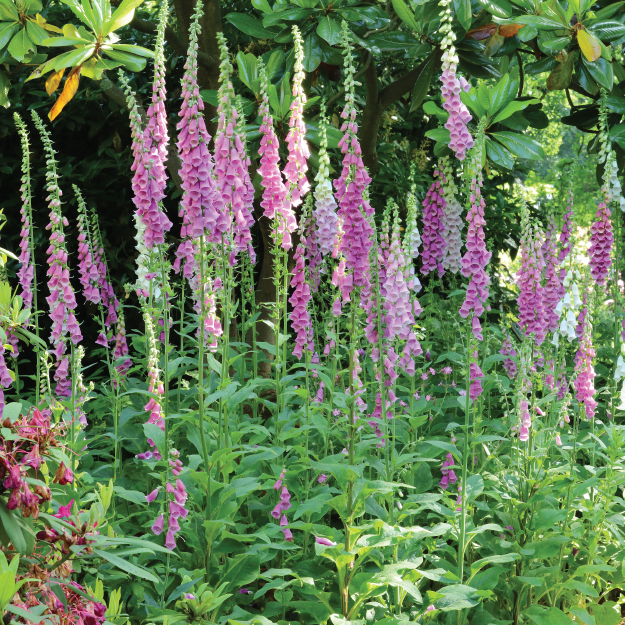Butterfly Wildflower Plant Collection Plug Plants