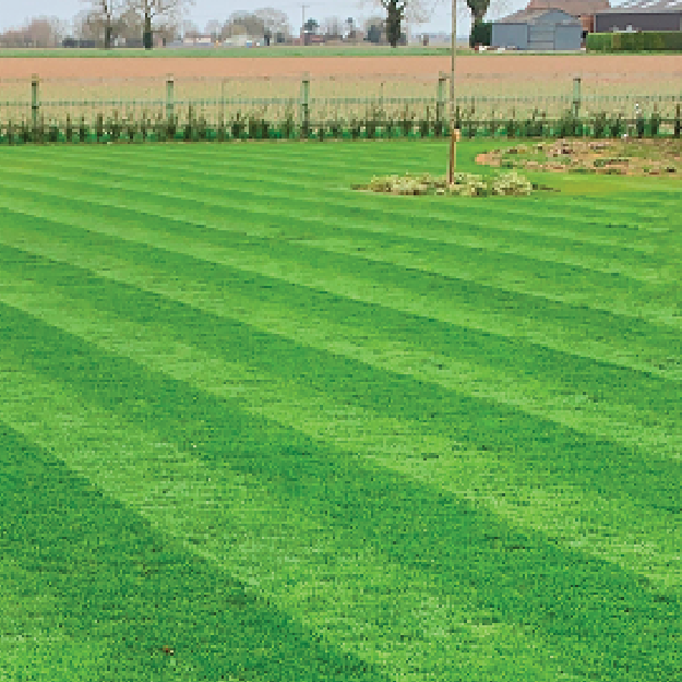 Premier Lawn Seed