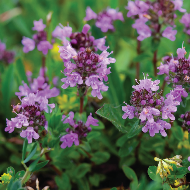 Bee Wildflower Plug Plants