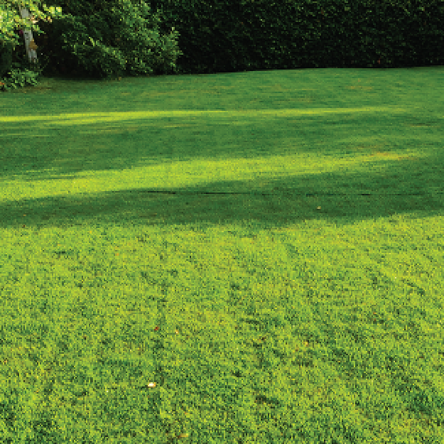 Winter Green Lawn Seed