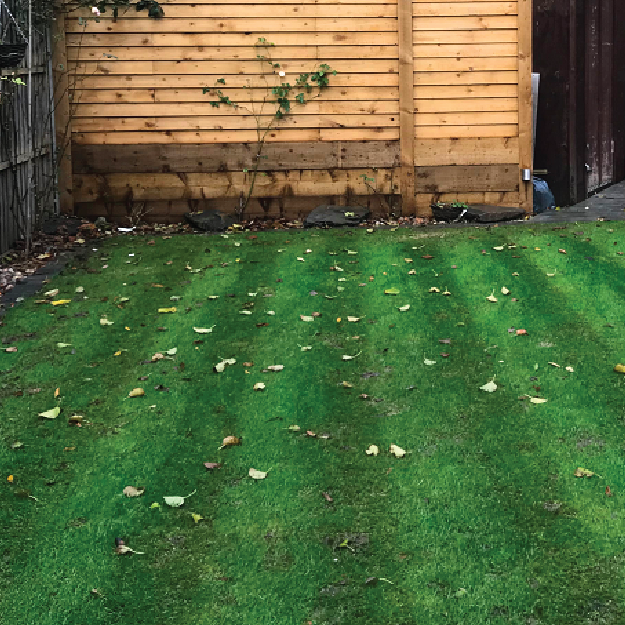 Winter Green Lawn Seed