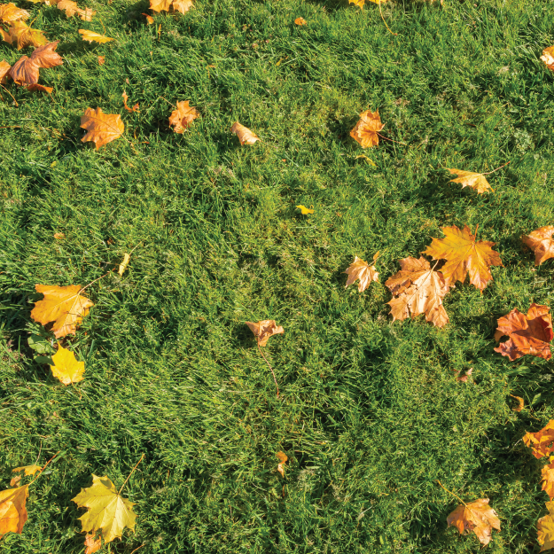 Winter Green Lawn Seed