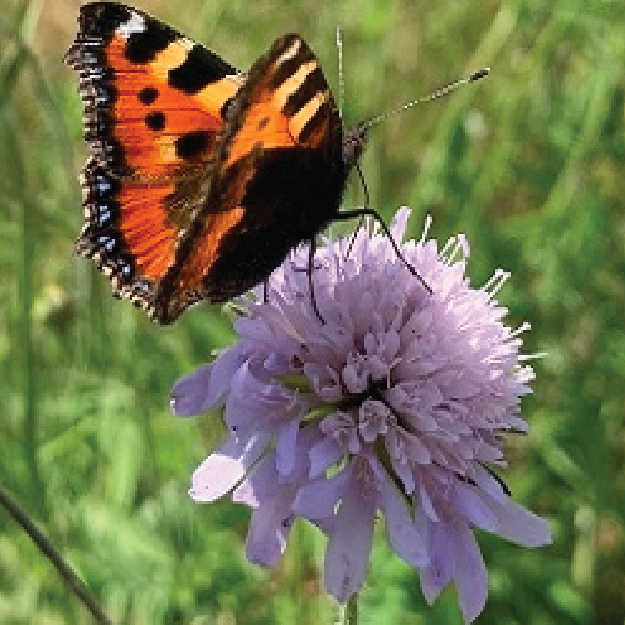 Butterfly Wildflower Plant Collection Plug Plants